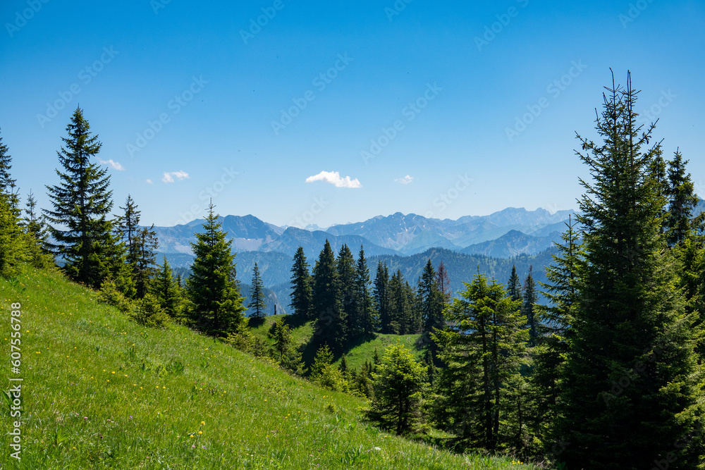 Grüne Wiese mit Tannen vor Bergen Grüne Wiese mit Tannen vor Bergen