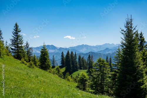 Grüne Wiese mit Tannen vor Bergen