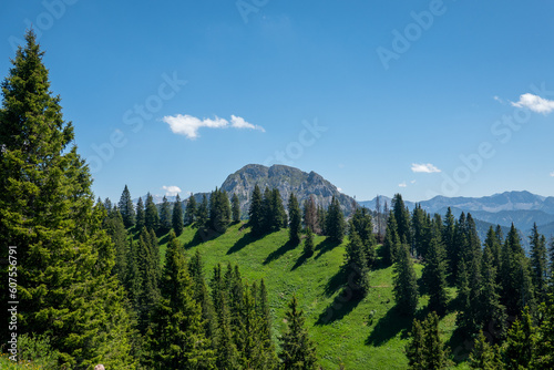 Gebirgswiese mit Bäumen und Panorama