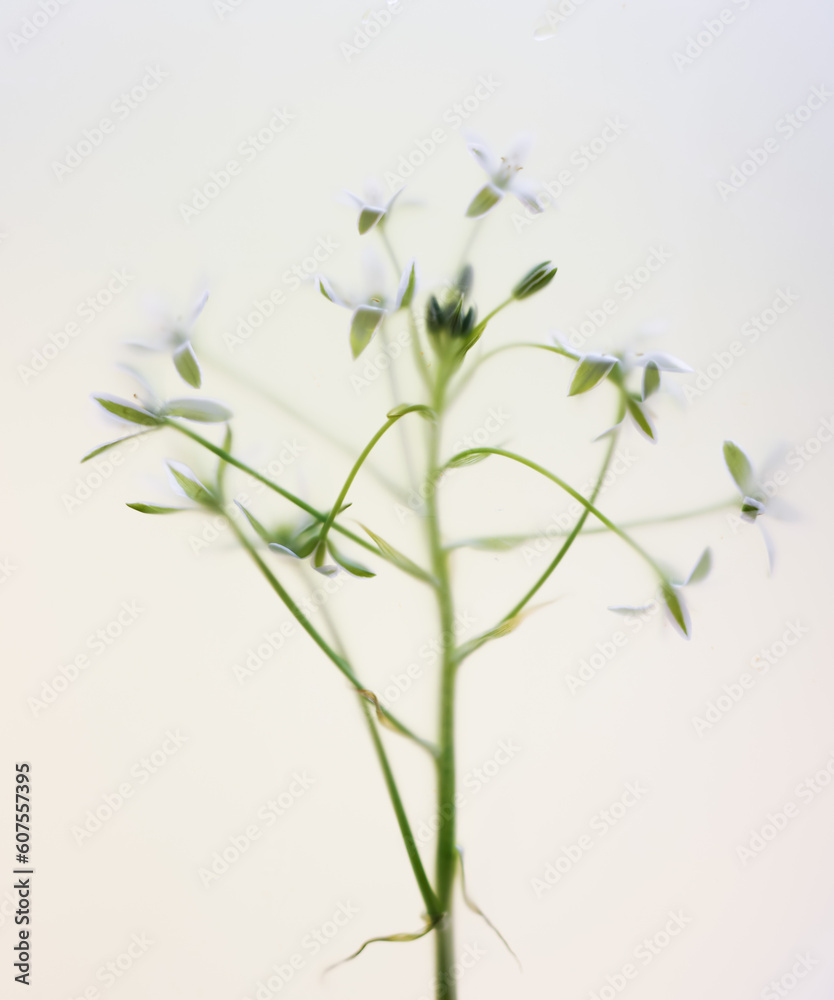 Close-up, many delicate white flowers on a light background in a blur filter Close-up, many delicate white flowers on a light background in a blur filter