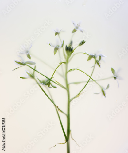 Close-up, many delicate white flowers on a light background in a blur filter