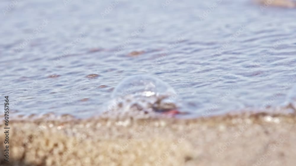 Helpless Beetle Bug Sitting on Beach Sand Washed Out by Water Sea Wave Helpless Beetle Bug Sitting on Beach Sand Washed Out by Water Sea Wave