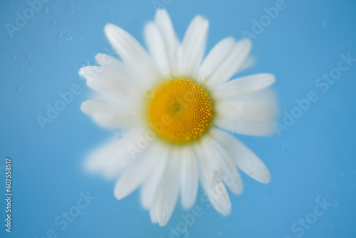 One beautiful flower on blue background in soft blurred textured filter