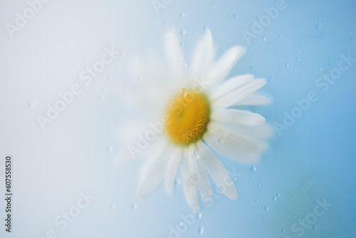 close-up, top view, daisy with yellow center in blur filter on blue background