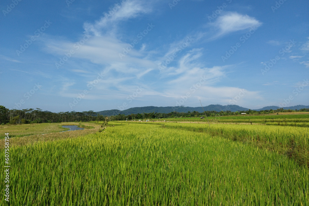 A Rice Fields in the sky blue