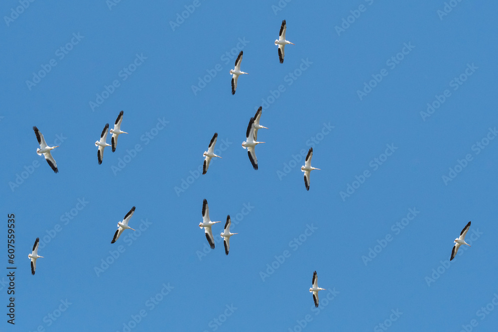 A flock of American white pelicans flying high above against a blue sky A flock of American white pelicans flying high above against a blue sky