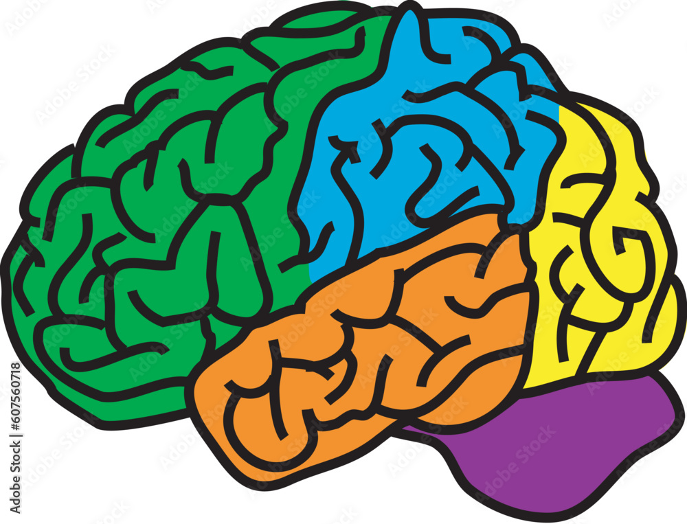 vector illustration for a anatomy brain in separate color