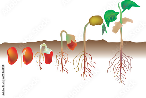 vector illustration for a growing process from a red seed becomes a plant, biological environment.