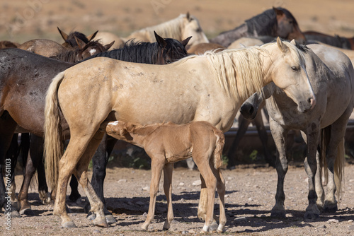 Wild Horses in the Utah Dessert in Summer