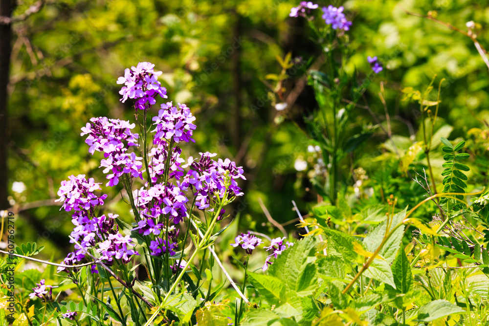 Wild Purple Phlox in blooming in Blue Ridge Mountains Wild Purple Phlox in blooming in Blue Ridge Mountains