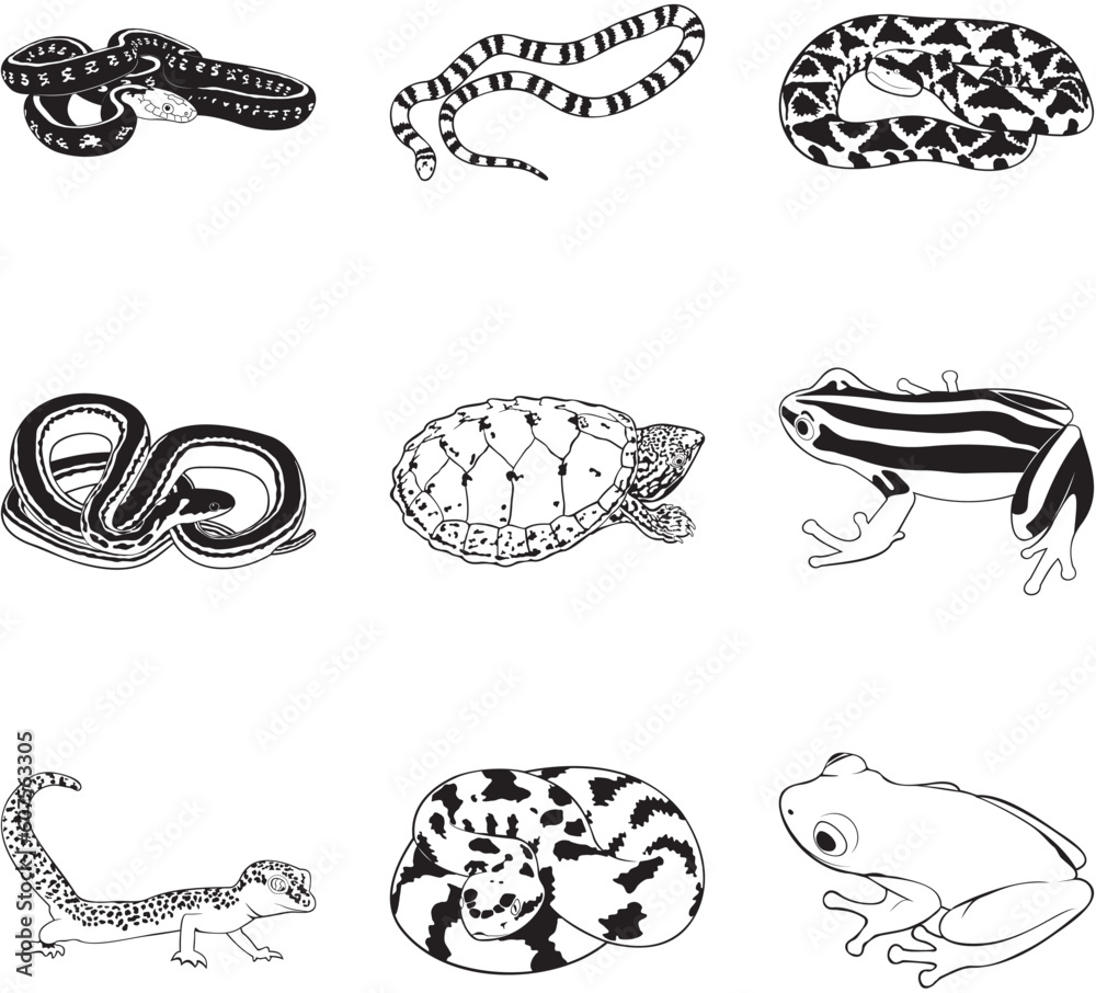 Misc reptiles and amphibians, vector clipart set Misc reptiles and amphibians, vector clipart set