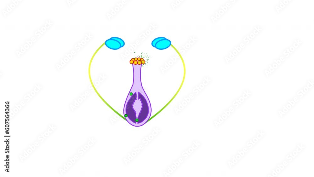 Flowering plants reproduce sexually through a process called pollination animation. Flying pollinating bee. Reproductive stages in plants. Pollen transport. Biology lesson video footage