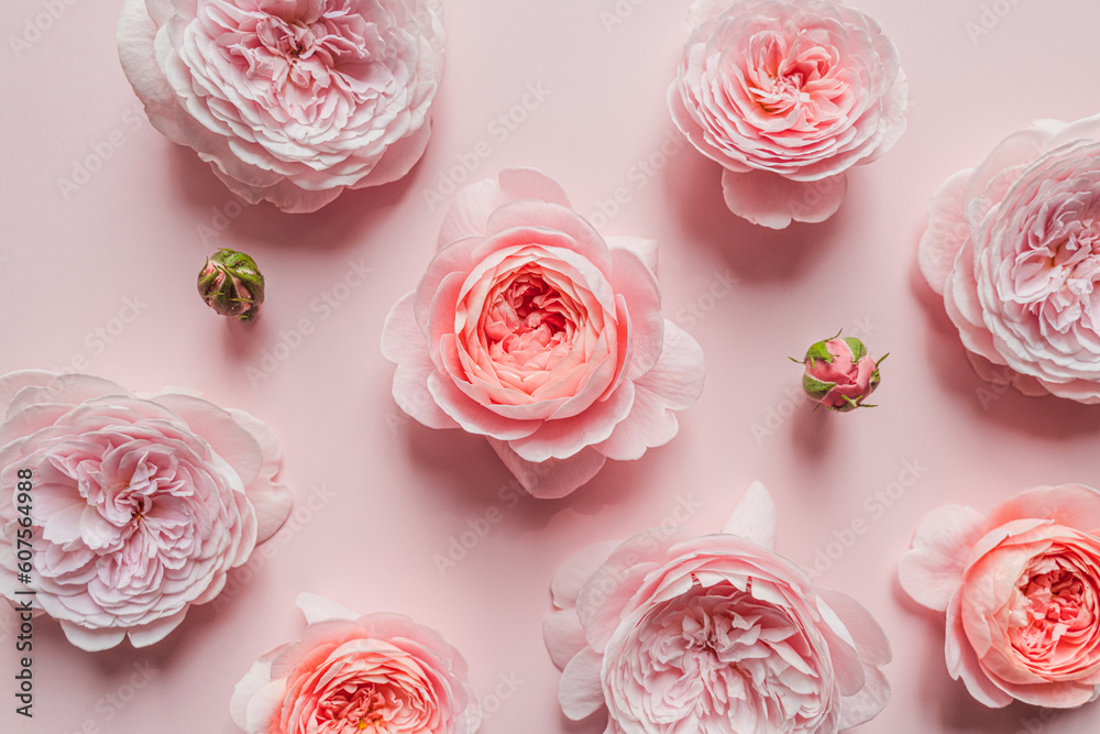 Roses on the pink holiday concept, greeting card Roses on the pink holiday concept, greeting card