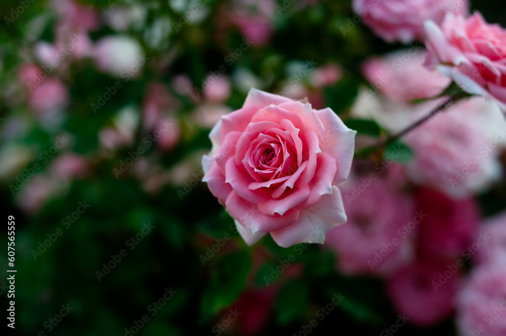 Pink and red roses background. Green nature garden Pink and red roses background. Green nature garden