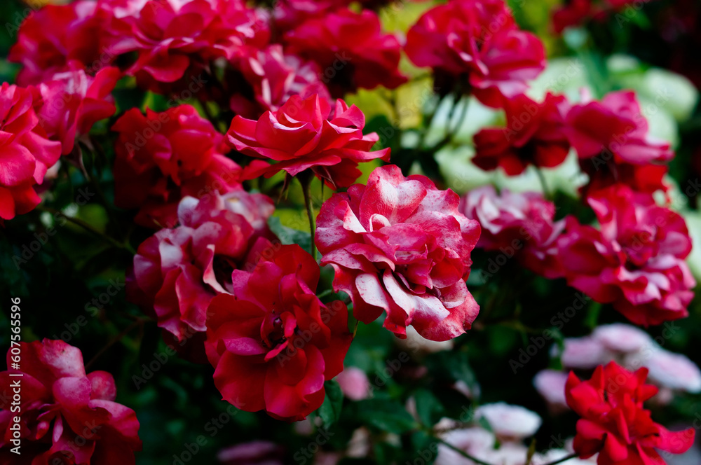 Pink and red roses background. Green nature garden Pink and red roses background. Green nature garden