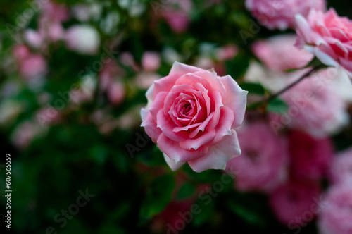 Pink and red roses background. Green nature garden