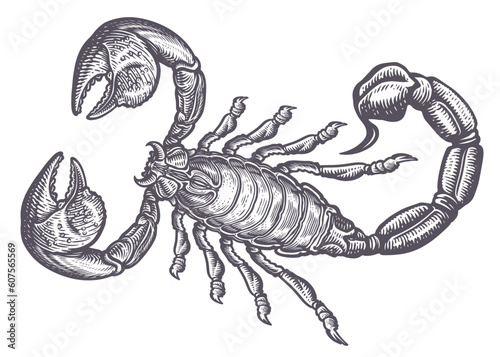 Scorpion sketch. Predatory animal in vintage engraving style. Hand drawing vector illustration © ~ Bitter ~