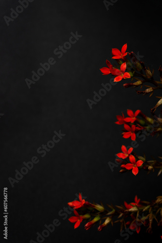 Kalanchoe blossfeldiana with black background 