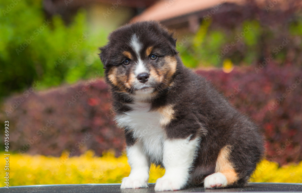 Australian Shepherd tricolor puppy in the park Australian Shepherd tricolor puppy in the park