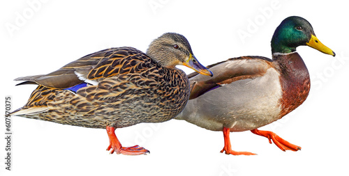 Fotografiet duck - mallard duck family isolated on clear background