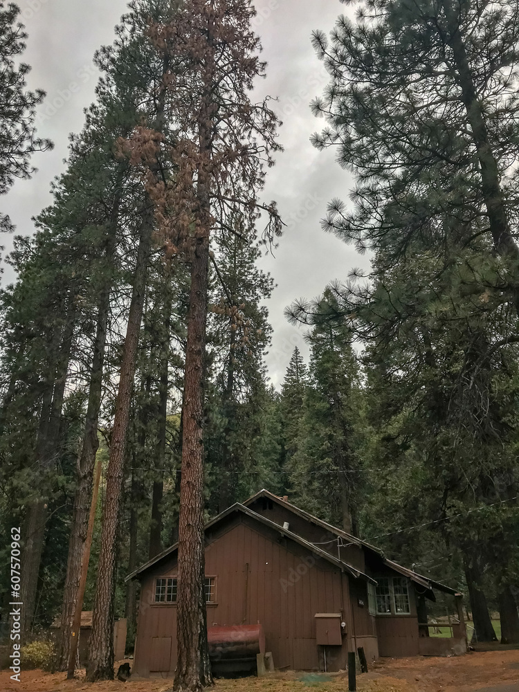 View of the trees at Mount Shasta City Park in California View of the trees at Mount Shasta City Park in California