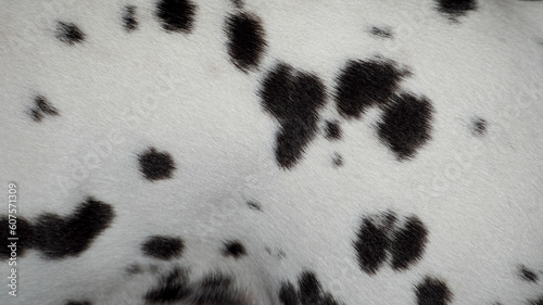 Dalmatian spots . white with black spots , the coat of a pet dog of the Dalmatian breed . wool