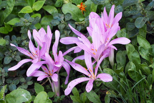 large pink flowers on a background of green leaves on a summer day.  nature park  garden near the house