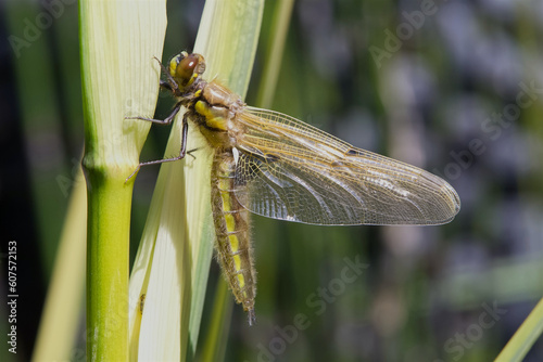 Newly emerged Four-Spotted Chaser drying its wings.