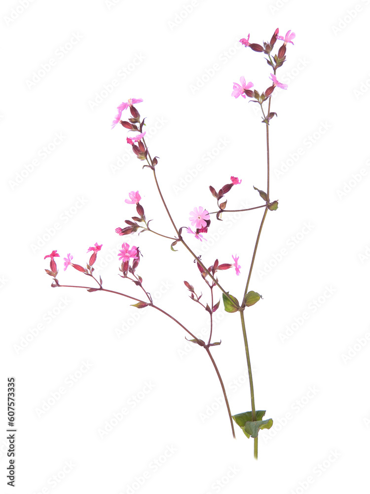 Red campion aka Silene dioica isolated on white background.