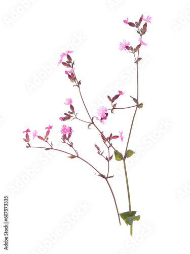 Red campion aka Silene dioica isolated on white background.