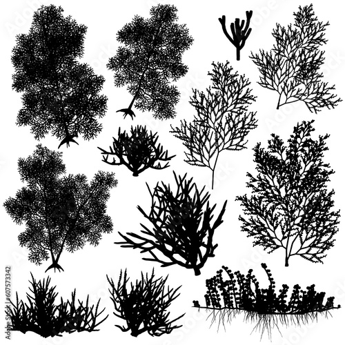 Set of editable vector sea coral silhouettes