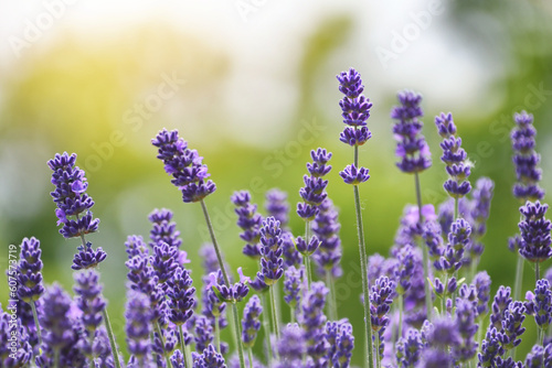 Fototapeta Naklejka Na Ścianę i Meble -  Stems of purple lavender in a field at golden hour
