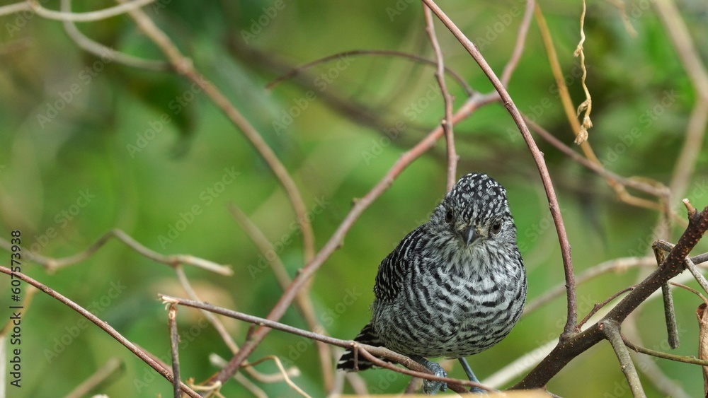Fototapeta premium batara carcajada