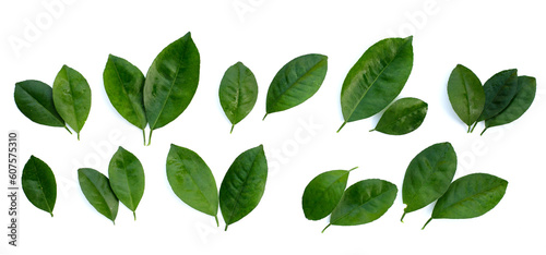 Citrus leaves on a white background. Top view