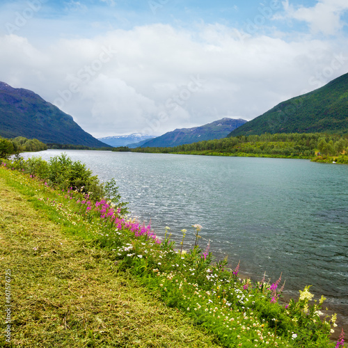 Summer Senja fjord coast view with blooming wild beautiful flowers (Storelva, Skaland, Norway). Overcast cloudy weather. photo