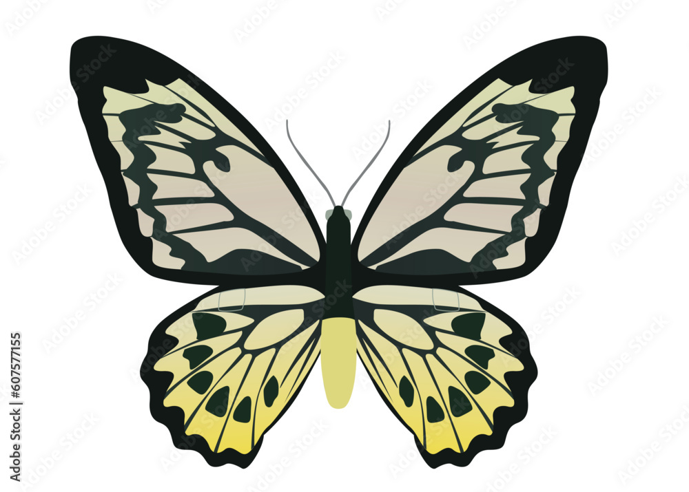 yellow butterfly on white background, black color