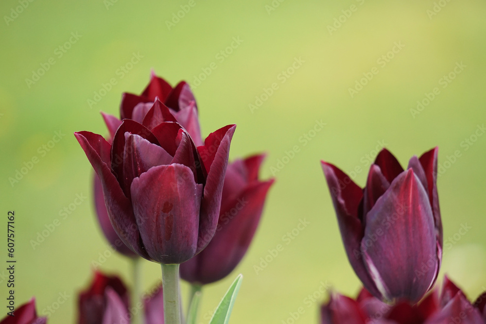 Naklejka premium Dunkelrote Tulpe