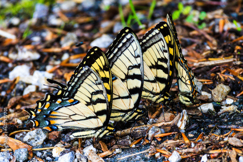 Closeup Multiple Eastern tiger swallowtail butterflies photo
