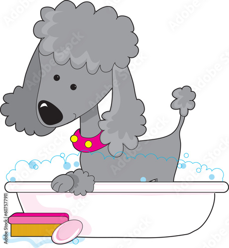 A cute grey poodle in a bath tub