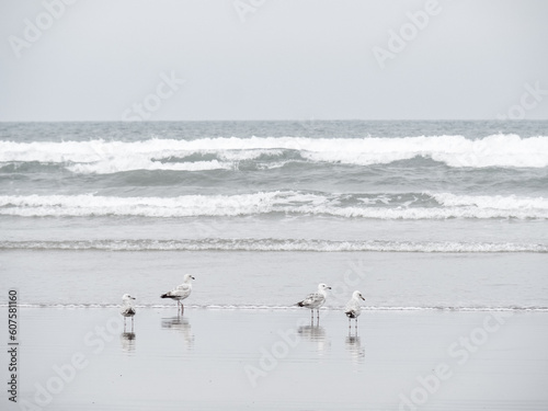 Seaside coastal landscape - gulls, seagulls on wet, sandy beach, UK. © Mushy