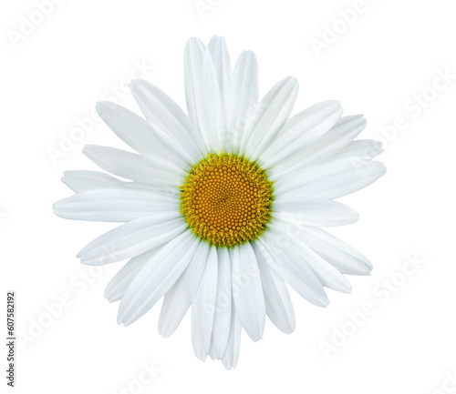 Beautiful white Daisy (Marguerite) isolated on transparent background. Chamomile isolated on transparent background