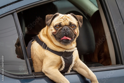 Cute brown pug dog looking at camera while hanging out of a car window  with tongue out. © F Armstrong Photo