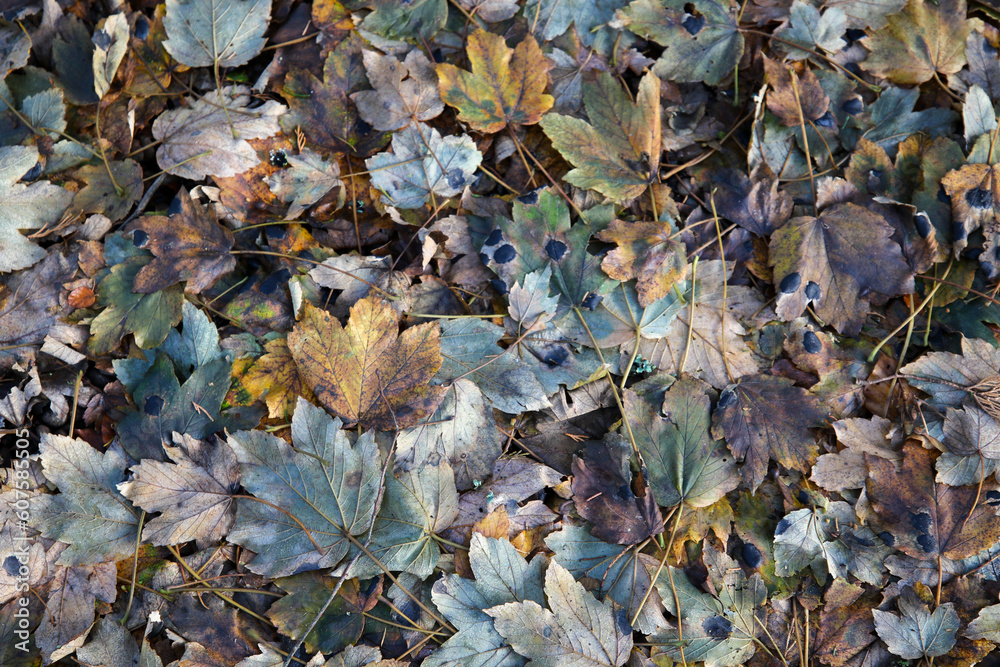 Autumn Leaves on the ground, United Kingdom