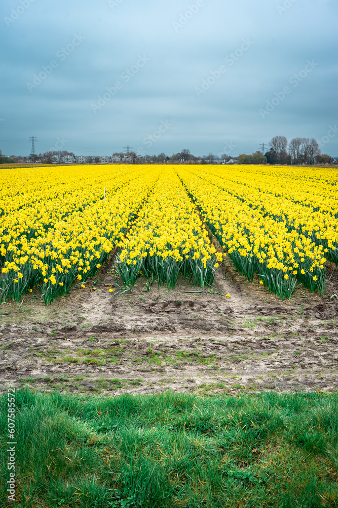 Yellow flowers at the fields in Lisse, The Netherlands.