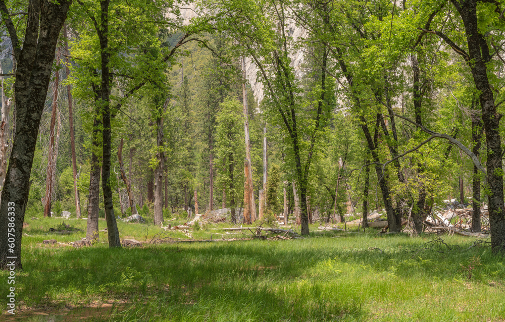 Obraz premium Yosemite national park valley in California.