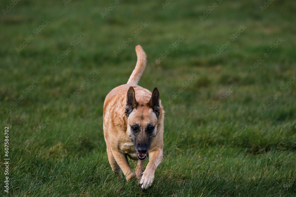 Pet Dogs enjoying a walk, United Kingdom