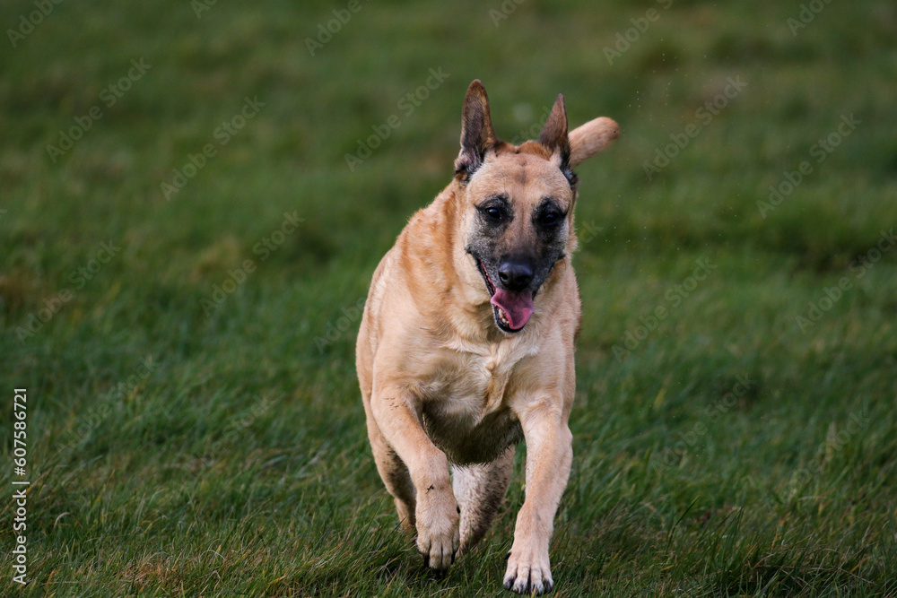 Pet Dogs enjoying a walk, United Kingdom