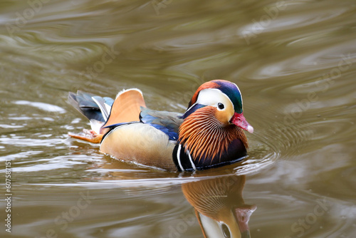 Male Mandarin Duck, United Kingdom