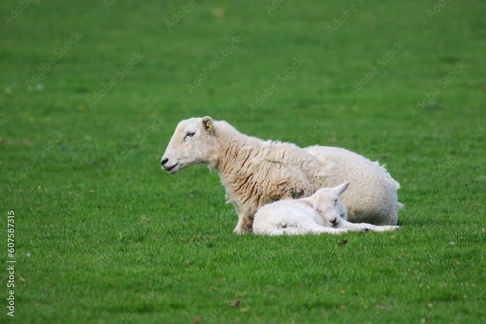 Sheep Framing in Wales, United Kingdom Sheep Framing in Wales, United Kingdom