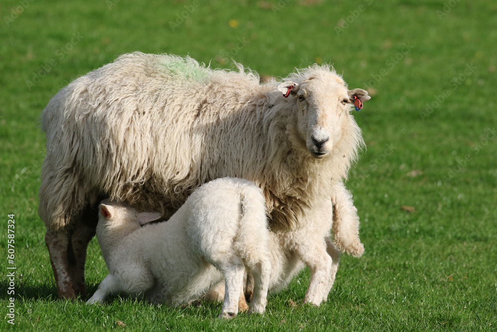 Fototapeta premium Lamb suckling from their mother, Sheep Farming, Wales